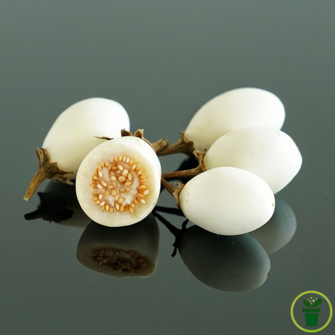 Graines d'aubergine blanche Ronde à Œufs, variété White Egg
