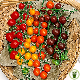Graines de tomate cerise en mélange à semer au potager - Graines-Semences