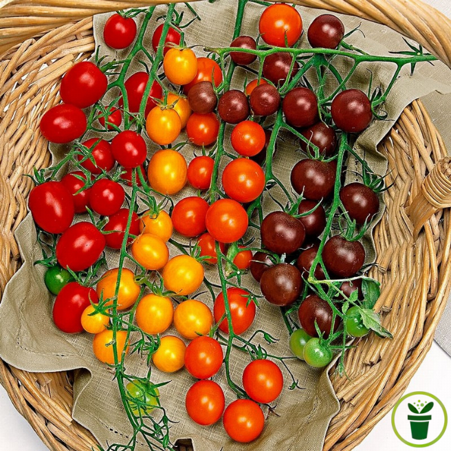 Graines de tomate cerise en mélange à semer au potager - Graines-Semences