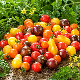 Graines de tomate cerise en mélange à semer au potager - Graines-Semences