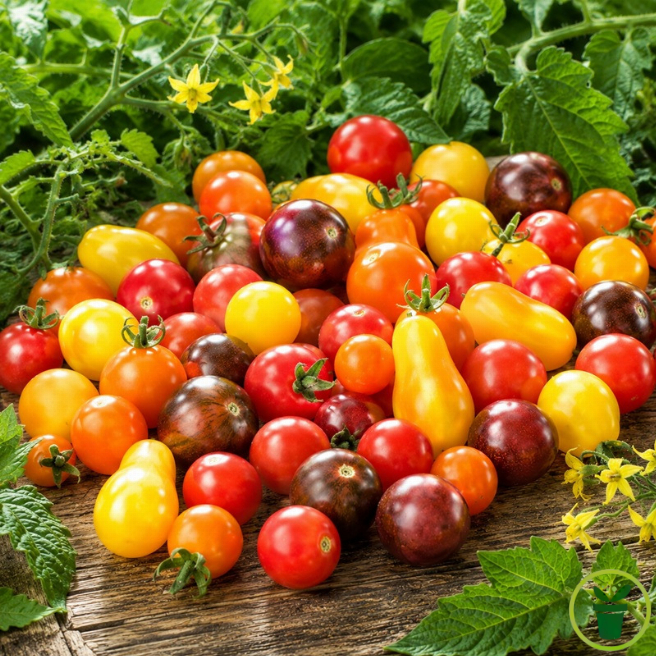 Graines de tomate cerise en mélange à semer au potager - Graines-Semences