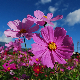 Graines de cosmos géant Sensation rose, dégradé de roses pour massifs fleuris