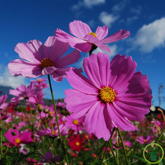 Cosmos (bipinnatus) Géant Sensation Rose 200 graines