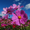 Graines de cosmos géant Sensation rose, dégradé de roses pour massifs fleuris