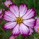 Graines de cosmos géant Sensation Picotée, fleurs blanches bordées de rose
