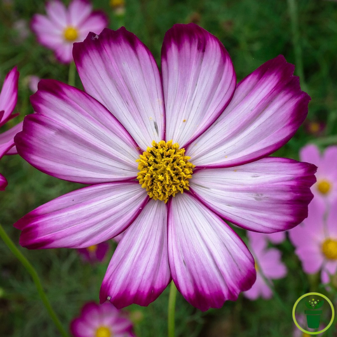 Graines de cosmos géant Sensation Picotée, fleurs blanches bordées de rose