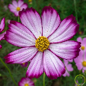 Cosmos (bipinnatus) Géant Sensation Picoté 200 graines