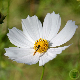 Graines de cosmos géant Sensation blanc, grandes fleurs blanches au cœur jaune