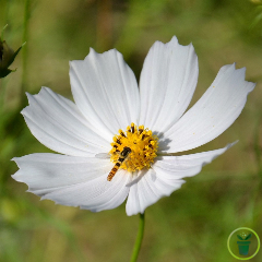 Cosmos (bipinnatus) Géant Sensation Blanc 200 graines