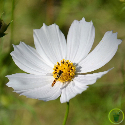 Cosmos (bipinnatus) Géant Sensation Blanc 200 graines