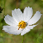 Graines de cosmos géant Sensation blanc, grandes fleurs blanches au cœur jaune
