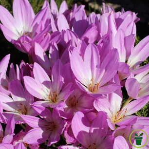 Colchique Lilac Wonder, grande fleur lilas en coupe, floraison automnale 