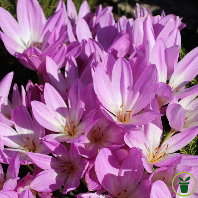 Colchique Lilac Wonder, grande fleur lilas en coupe, floraison automnale 