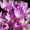Colchique Lilac Wonder, grande fleur lilas en coupe, floraison automnale 