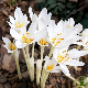 Bulbes de Colchique blanc Colchicum autumnale Alba en fleur au jardin 