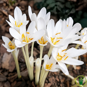 Bulbes de Colchique blanc Colchicum autumnale Alba en fleur au jardin 