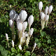 Bulbes de Colchique blanc Colchicum autumnale Alba en fleur au jardin 