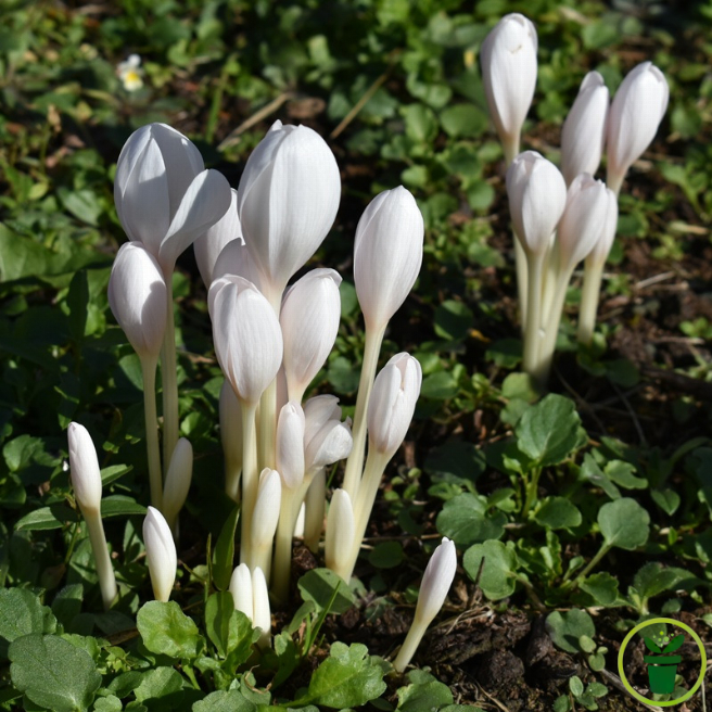 Bulbes de Colchique blanc Colchicum autumnale Alba en fleur au jardin 