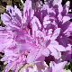 Colchique Waterlily Double - fleur rose double de Colchicum en automne