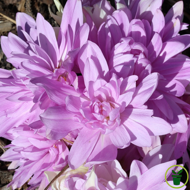 Colchique Waterlily Double - fleur rose double de Colchicum en automne