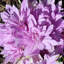 Colchique Waterlily Double  - 1 bulbe