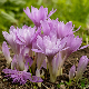 Colchique Waterlily Double - fleur rose double de Colchicum en automne