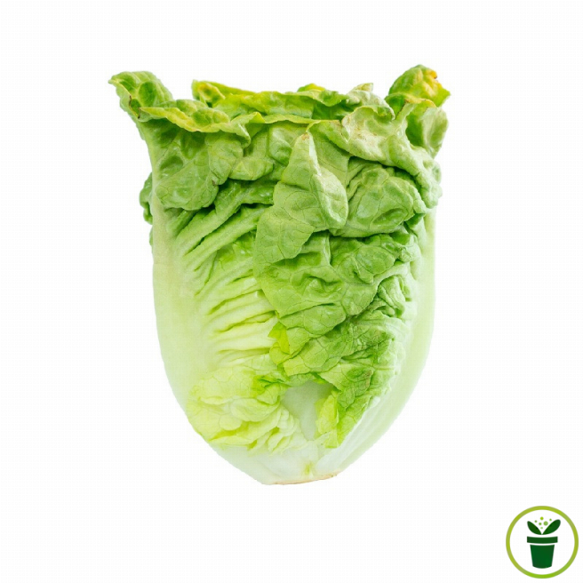 Graines de Laitue Romaine Sucrine Little Gem prêtes à semer au potager