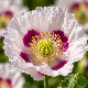 Fleurs roses de pavot Breadseed Papaver somniferum en pleine terre