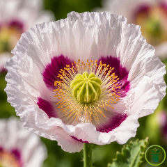Pavot Breadseed rose (Papaver somniferum) 2500 graines