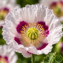 Pavot Breadseed rose (Papaver somniferum) 2500 graines