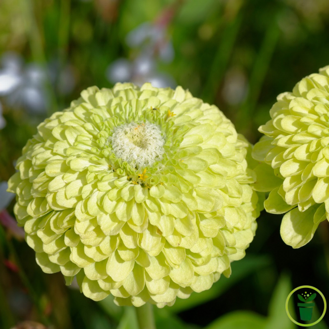 Graines de Zinnia elegans Envy Green, fleurs doubles vert lime au cœur jaune dans un jardin