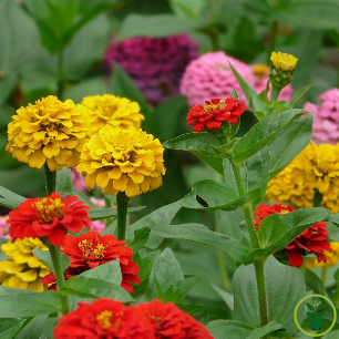 Zinnia Lilliput double varié, petites fleurs doubles colorées en bordure de jardin