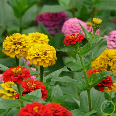 Zinnia Lilliput Double Varié 100 graines