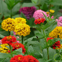 Zinnia Lilliput Double Varié 100 graines