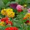 Zinnia Lilliput double varié, petites fleurs doubles colorées en bordure de jardin