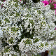 Graines d'Alysse Tapis Blanc, annuelle florifère en tapis blanc
