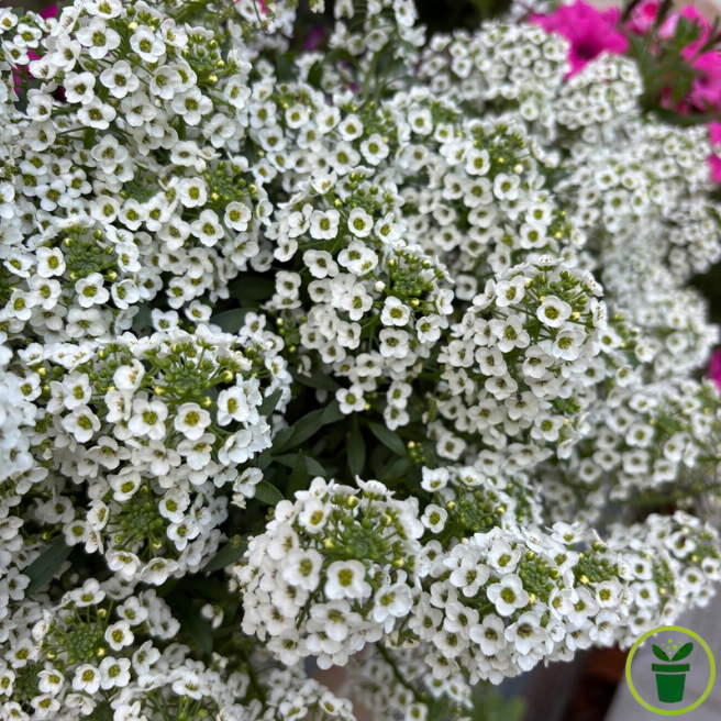 Graines d'Alysse Tapis Blanc, annuelle florifère en tapis blanc