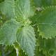 Graines de perilla vert - persil japonais ou shiso à semer au jardin