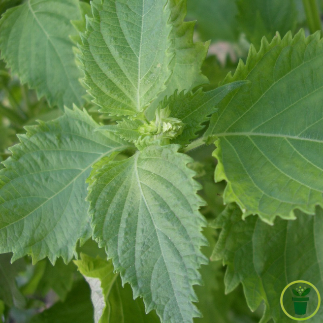 Graines de perilla vert - persil japonais ou shiso à semer au jardin