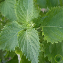 Perilla vert - persil japonais ou shiso 200 graines