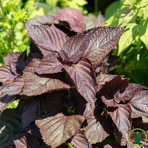Graines de perilla pourpre - shiso rouge au feuillage violet à semer