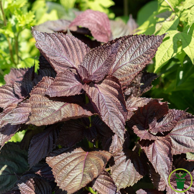 Graines de perilla pourpre - shiso rouge au feuillage violet à semer