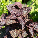 Perilla pourpre - persil japonais ou shiso 200 graines