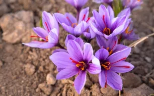 Bulbes de Safran (Crocus sativus) et Crocus d'Automne : le Guide Complet