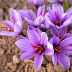 Bulbes de Safran (Crocus sativus) et Crocus d'Automne : le Guide Complet