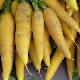Graines de Carotte Jaune Obtuse du Doubs, variété potagère ancienne