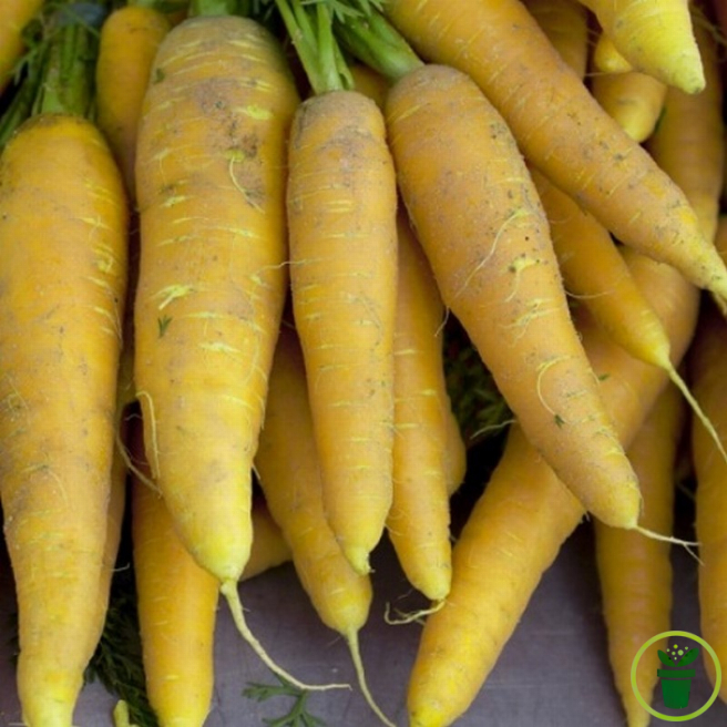 Graines de Carotte Jaune Obtuse du Doubs, variété potagère ancienne