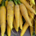 Carotte Jaune Obtuse du Doubs 2 grammes
