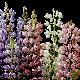 Graines de Lupin Pixie Delight varié, lupin nain aux fleurs pastel