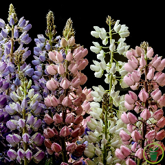 Lupin nain Pixie Delight varié 100 graines